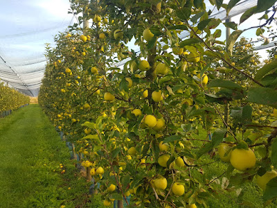 Ferme fruitière Moritz à Ergersheim