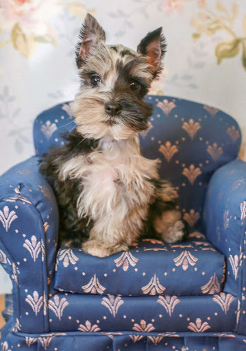 Pet Store «Puppies N Love», reviews and photos, 7700 W Arrowhead Towne Center, Glendale, AZ 85308, USA