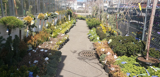 Garden Center «Westminster Nursery & Florist», reviews and photos, 30 Westminster Rd, West Hempstead, NY 11552, USA