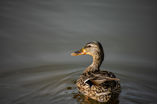 Park «Westlands Park», reviews and photos, 5701 S Quebec St, Greenwood Village, CO 80111, USA