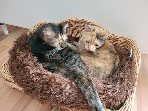 Tierarztpraxis Dr. Busch Kleinmachnow unter Kleinmachnow, Brandenburg