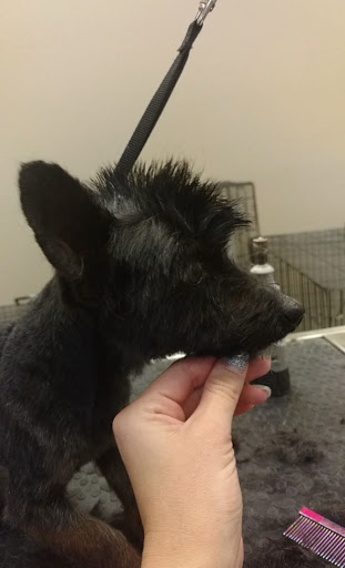 Pet Groomer «Spoiled Petz Pet Store and Grooming», reviews and photos, 12030 Donner Pass Rd #1, Truckee, CA 96161, USA