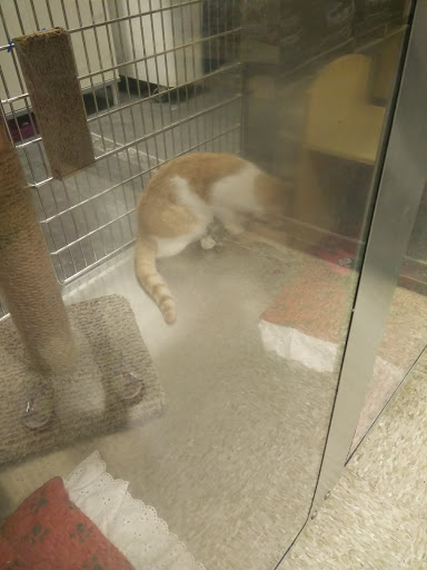 Pet Supply Store «PetSmart», reviews and photos, 6204 W Park Blvd, Plano, TX 75093, USA