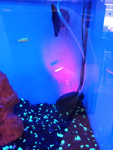 Pet Supply Store «Petco Animal Supplies», reviews and photos, 377 W Jackson St #11, Cookeville, TN 38501, USA