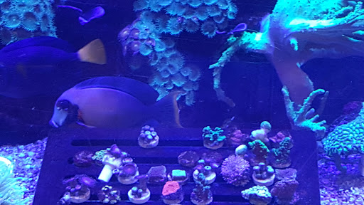 Tropical Fish Store «Stingray Bay», reviews and photos, 17800 E 9 Mile Rd, Eastpointe, MI 48021, USA