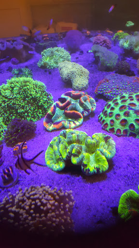 Aquarium «TCCorals Aquarium Service», reviews and photos, 2239 14th Ave, Vero Beach, FL 32960, USA