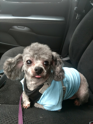 Pet Supply Store «Petco Animal Supplies», reviews and photos, 3264 Buford Dr NE #110, Buford, GA 30519, USA