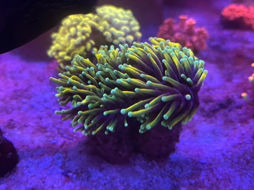 Tropical Fish Store «Tropical Pet Oasis», reviews and photos, 10218 Progress Ln, Parker, CO 80134, USA