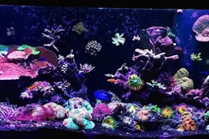 Shoreline Corals photo image