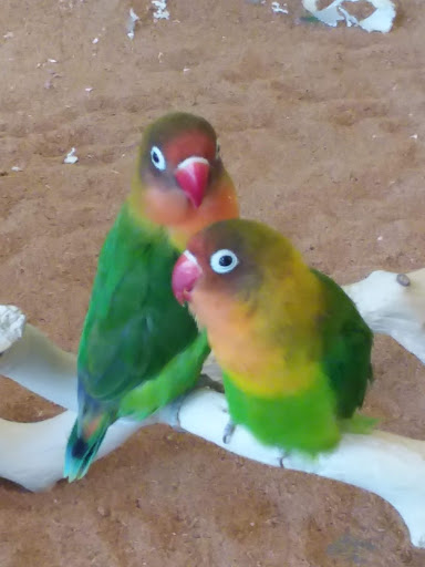 Pet Store «Lebanon Pet & Aquarium Center», reviews and photos, 196 S Main St, West Lebanon, NH 03784, USA