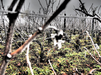 Champagne Celce-Legrain à Loches-sur-Ource