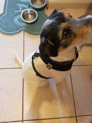 MIMO & DOG - Peluquería Canina - Consulta Veterinaria - Pet Shop - Las Condes