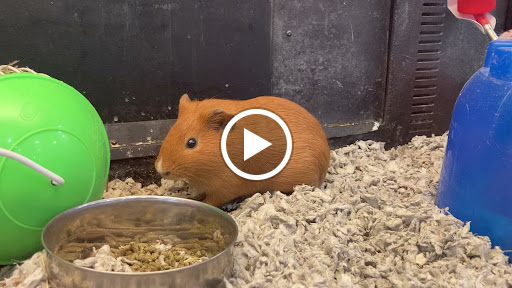 Pet Supply Store «PetSmart», reviews and photos, 400 Universal Dr N, North Haven, CT 06473, USA