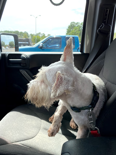 Pet Supply Store «Pet Supplies Plus», reviews and photos, 208 St James Ave, Goose Creek, SC 29445, USA