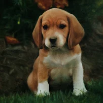 Inspire-Art Academy - Car repair in Hurricane, UT, St. George - Rated 0.0/5