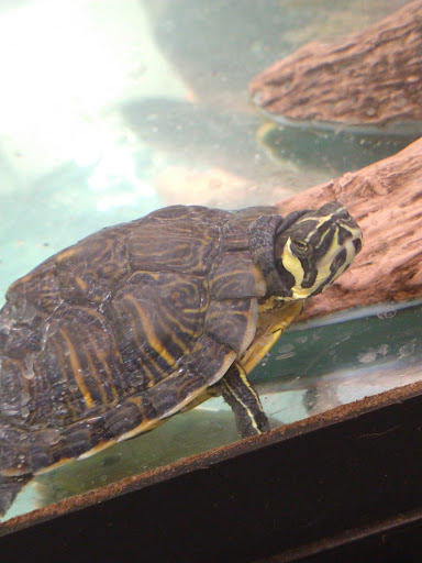 Pet Supply Store «Petco Animal Supplies», reviews and photos, 6020 Crawfordsville Rd, Speedway, IN 46224, USA