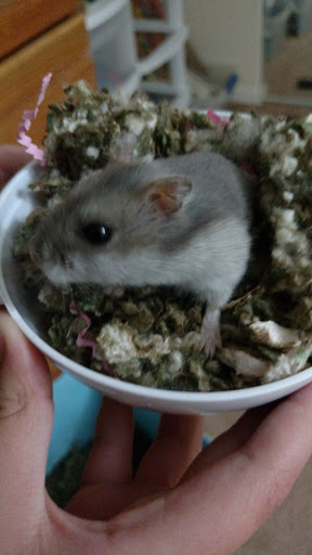 Pet Supply Store «Petco Animal Supplies», reviews and photos, 9480 W Northern Ave, Glendale, AZ 85305, USA