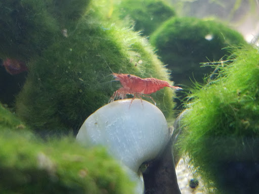 Tropical Fish Store «Aquarium Zen», reviews and photos, 920 NE 64th St, Seattle, WA 98115, USA