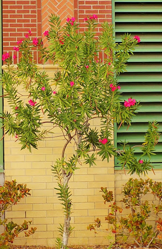 Tourist Attraction «Southbank Riverwalk», reviews and photos, 1001 Museum Cir, Jacksonville, FL 32202, USA