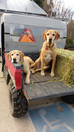 Florist «Bald Mountain Nursery», reviews and photos, 6195 Bald Mountain Rd, Browns Valley, CA 95918, USA