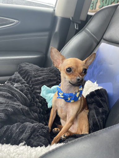 Pet Supply Store «Pet Supplies Plus», reviews and photos, 1213 Mentor Ave, Painesville, OH 44077, USA