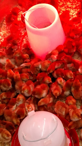 Home Improvement Store «Tractor Supply Co.», reviews and photos, 13500 Benns Church Blvd, Smithfield, VA 23430, USA