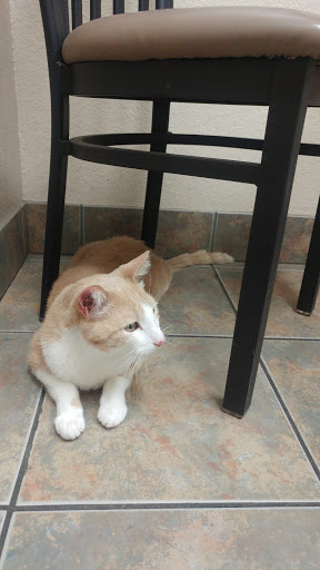 3539 W Bell Rd #4, Phoenix, AZ 85053, USA