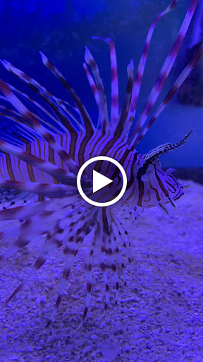 Pet Store «Inland Reef Pet Store», reviews and photos, 817 Cross Lanes Dr, Cross Lanes, WV 25313, USA