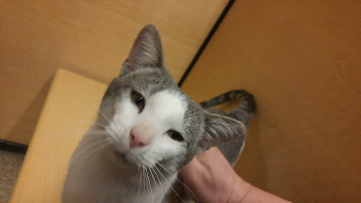 Pet Supply Store «PetSmart», reviews and photos, 1042 Fairplain Dr, Benton Harbor, MI 49022, USA