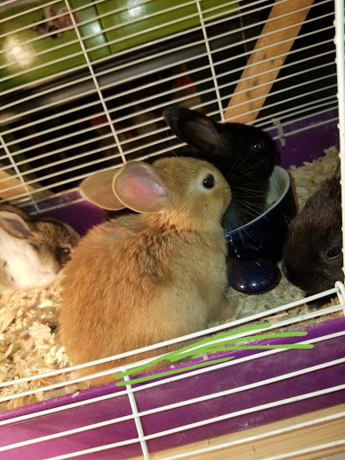 Animal Feed Store «Cerri Family Feed», reviews and photos, 2949 S Airport Way, Stockton, CA 95206, USA