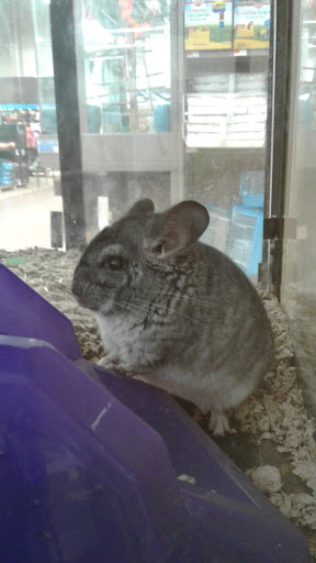 Pet Supply Store «Petco Animal Supplies», reviews and photos, 168 Ames Dr, Barre, VT 05641, USA