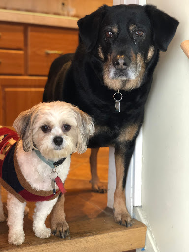 Pet Groomer «Pocono Pets-N-Stuff», reviews and photos, 2571 Milford Rd, East Stroudsburg, PA 18301, USA