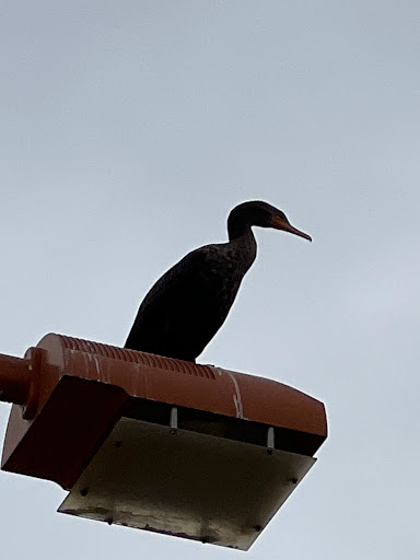 Park «Discovery Park», reviews and photos, 2214 E Pecos Rd, Gilbert, AZ 85297, USA