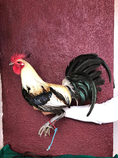 Gallos Finos Kramer