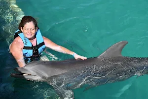 Dolphin Discovery Isla Mujeres image
