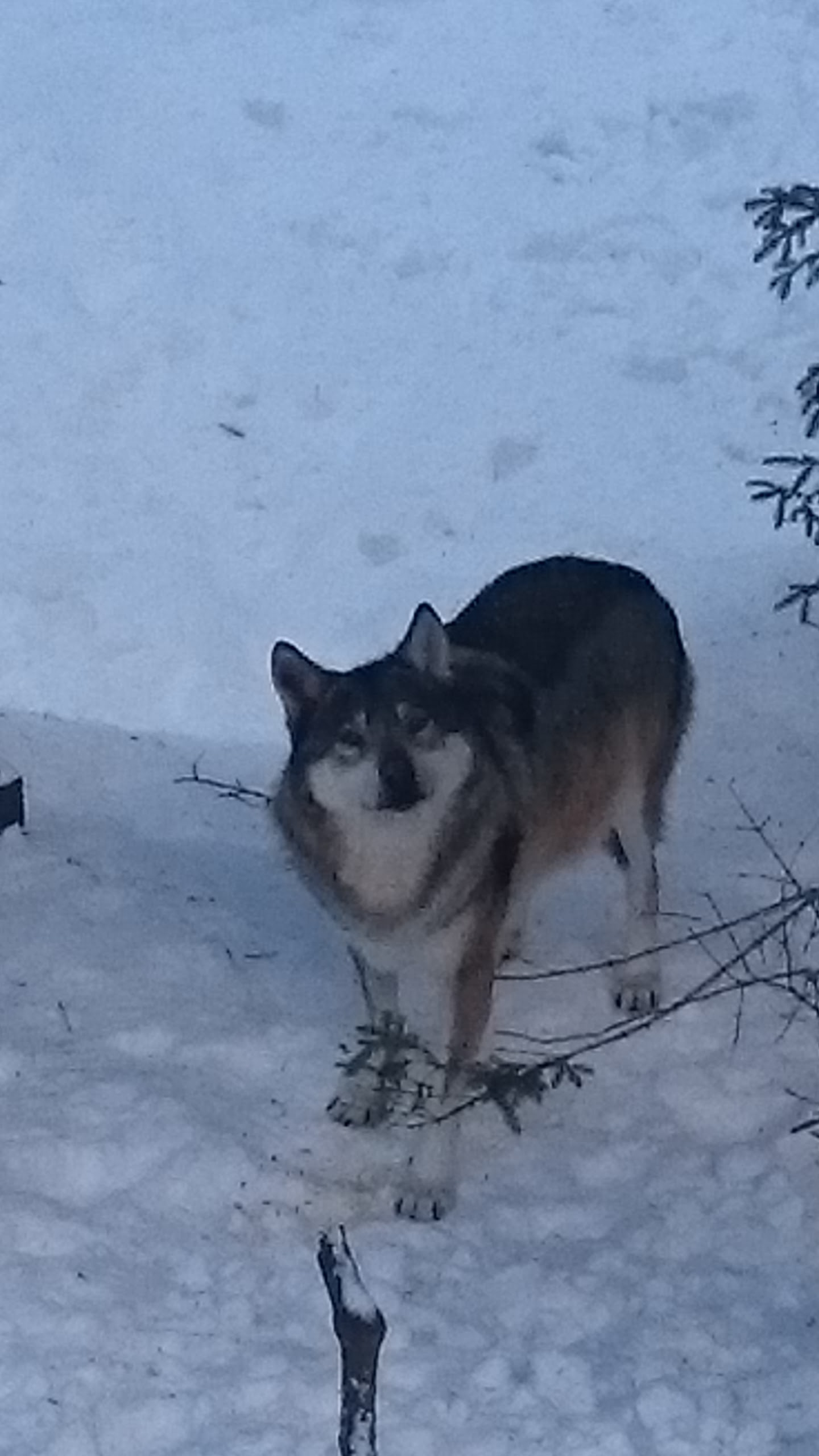 Photo n° 2 de l'avis de M.l fait le 28/01/2018 à 03:36