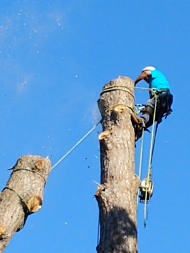 Tree Masters Inc 30 years of experience