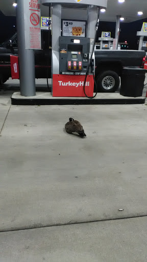 Convenience Store «Turkey Hill Minit Market», reviews and photos, 8330-A Easton Rd, Ottsville, PA 18942, USA