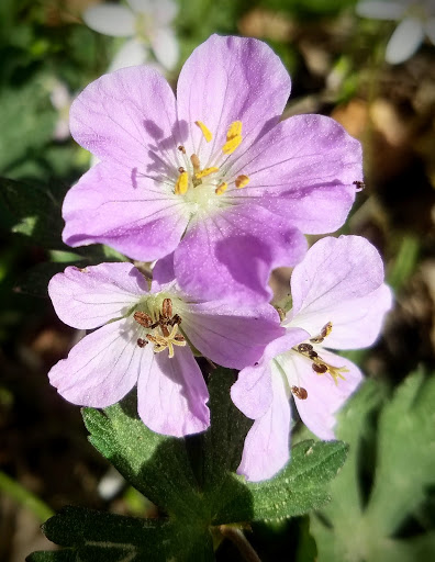 Nature Preserve «Swift Creek Bluffs Nature Preserve», reviews and photos, 7800 Holly Springs Rd, Raleigh, NC 27606, USA