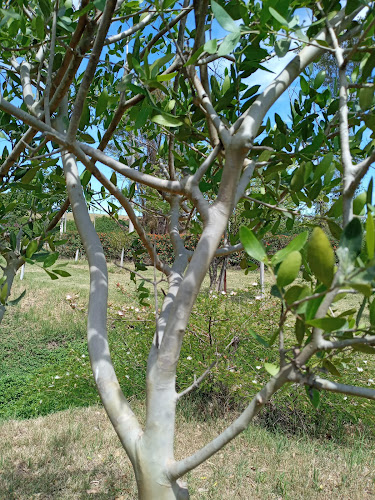 Arboretum Ricardo Carrere - Museo