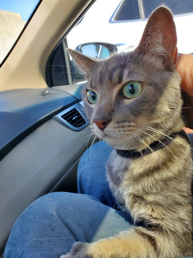 Pet Supply Store «Petco Animal Supplies», reviews and photos, 6761 Westminster Ave, Westminster, CA 92683, USA