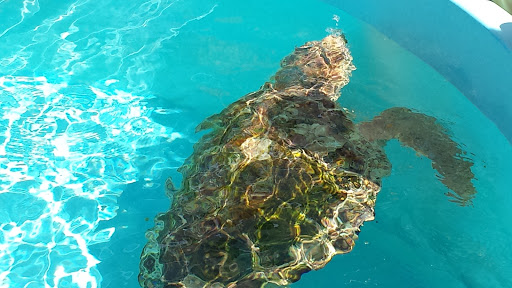 Animal Hospital «Loggerhead Marinelife Center», reviews and photos, 14200 U.S. Hwy 1, Juno Beach, FL 33408, USA