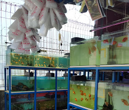 Ikokoi Akuarium photo