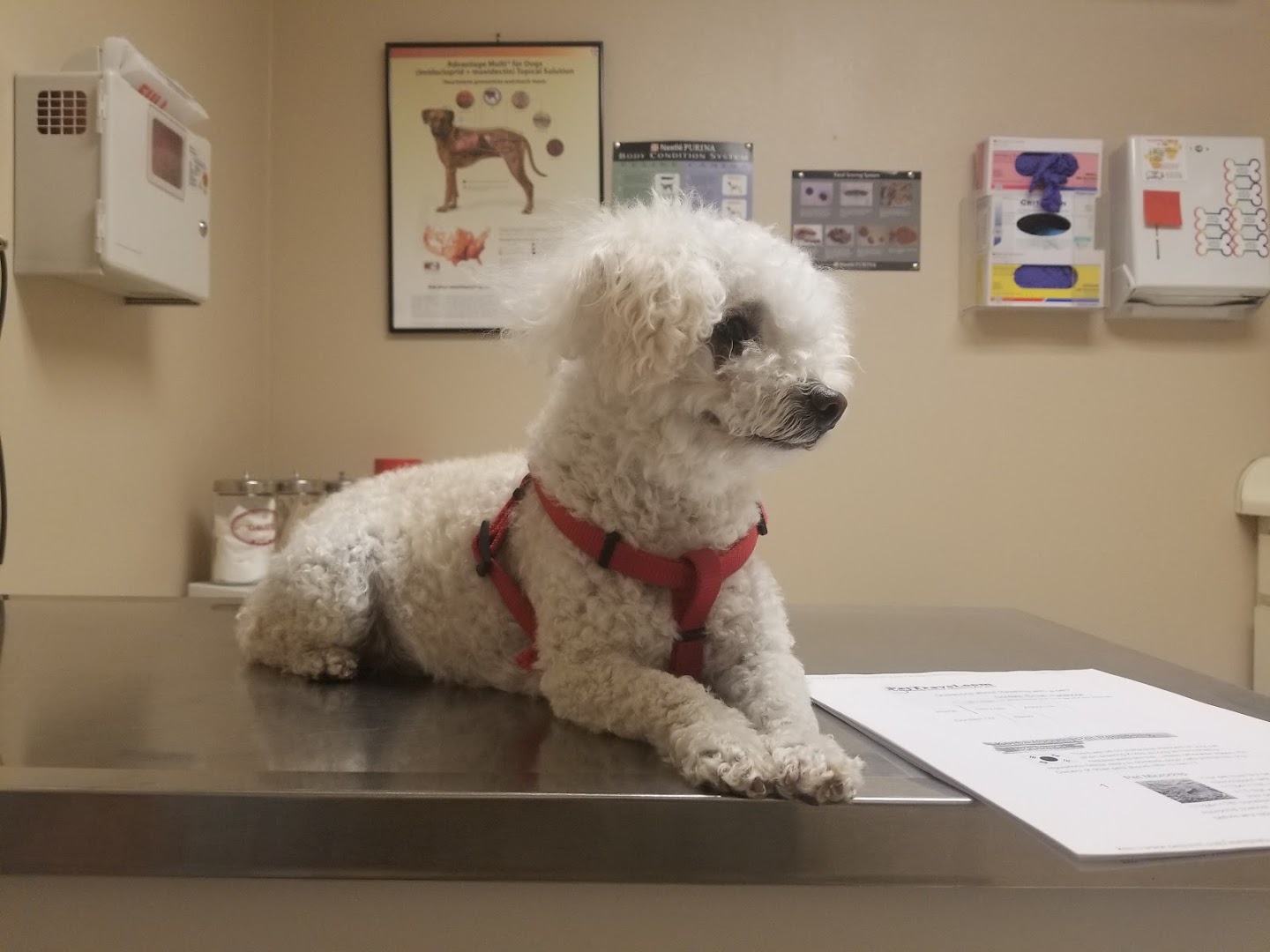 Fort Bliss Veterinarian