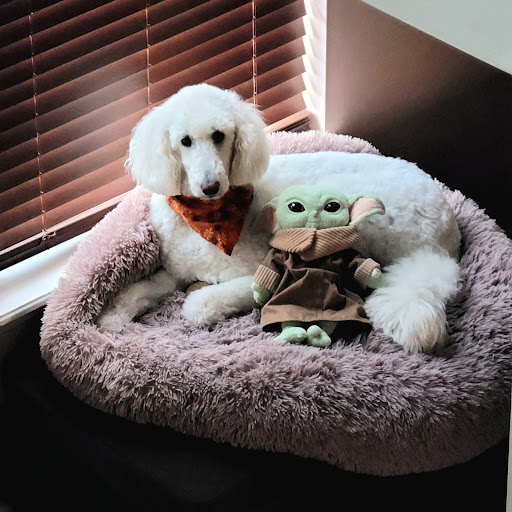 Four Legged Fashions Pet