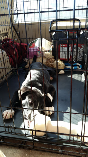 Pet Supply Store «Petco Animal Supplies», reviews and photos, 1619 SE Ensign Ln, Warrenton, OR 97146, USA