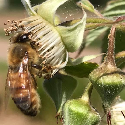Produce Market «B&P Hitz Fruit Farm (Apples N Produce)», reviews and photos, 14070 Wilco Hwy NE, Woodburn, OR 97071, USA