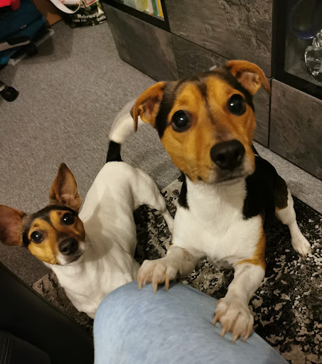 Veterinary practice Nicole Nieke unter Falkensee, Brandenburg