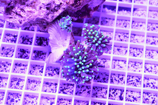 Tropical Fish Store «The Fish Shop», reviews and photos, 9995 S Eastern Ave #110, Las Vegas, NV 89183, USA