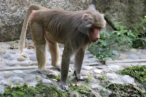 Paviane, Tierpark Hellabrunn image